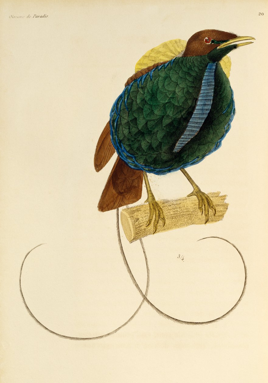 Männchen des Prachtparadiesvogels (Cicinnurus magnificus), Gravur aus Histoire naturelle des oiseaux de paradis et des epimagues von René-Primevère Lesson