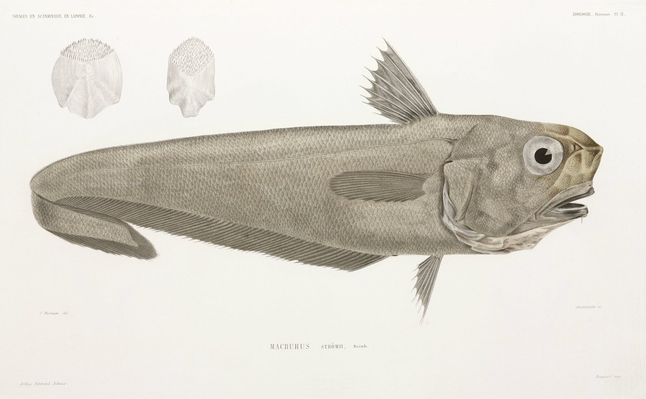 Messerfisch von John Pardon