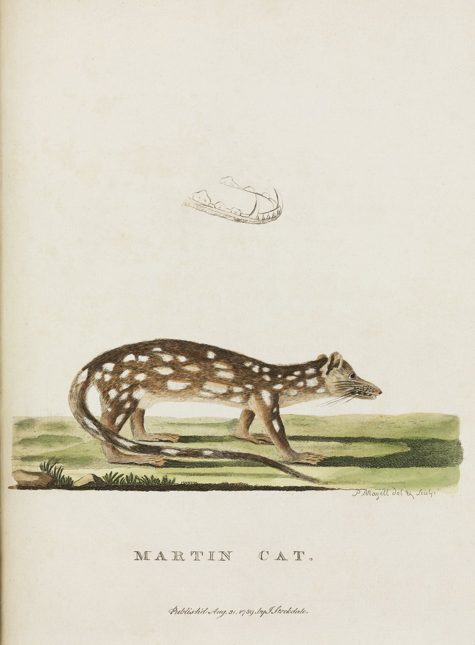 Martin-Katze, Australien, ca. 1788 von John Pardon