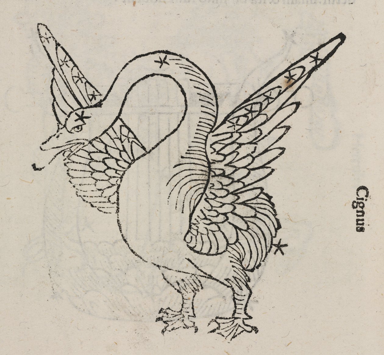 Das Sternbild des Schwans von John Pardon