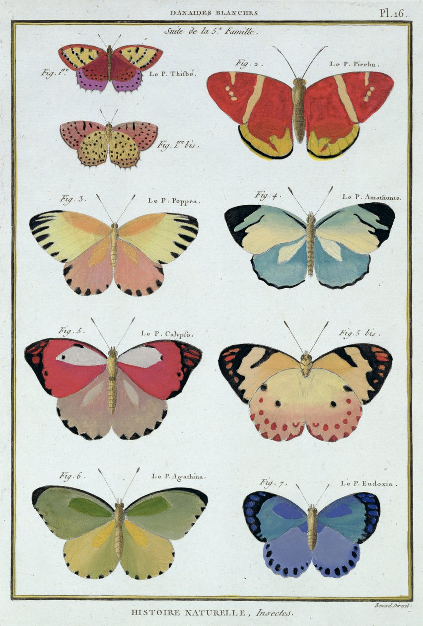 Schmetterlinge aus 