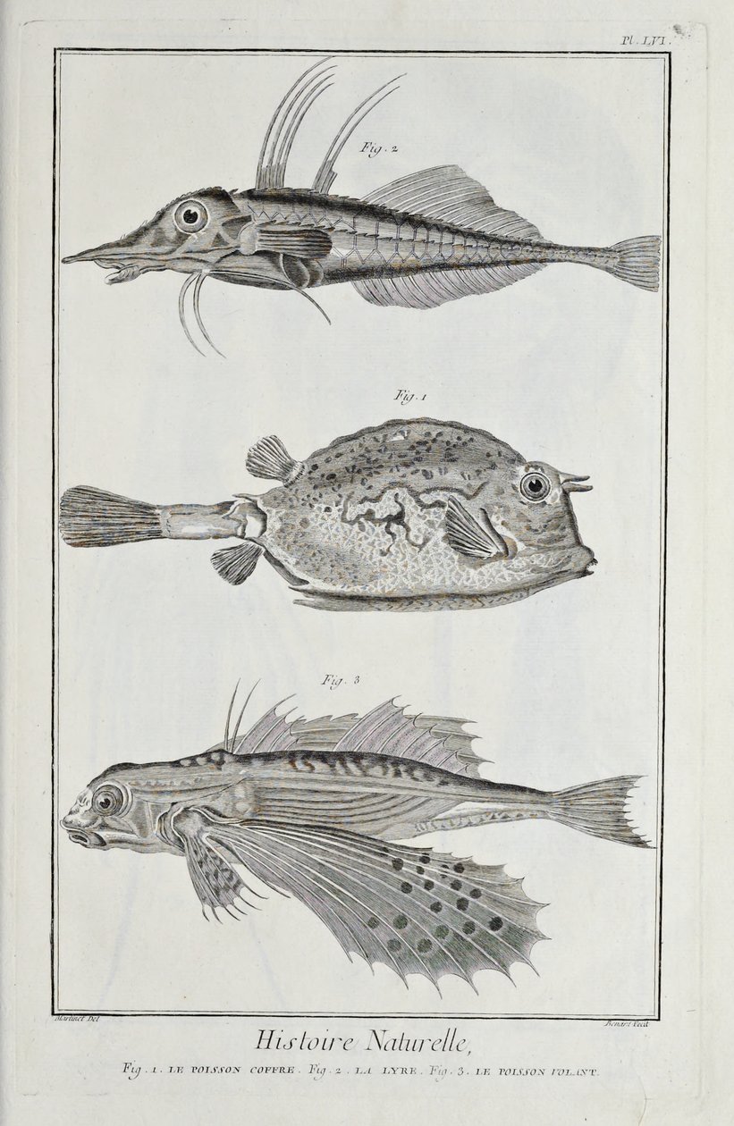 Illustration aus 