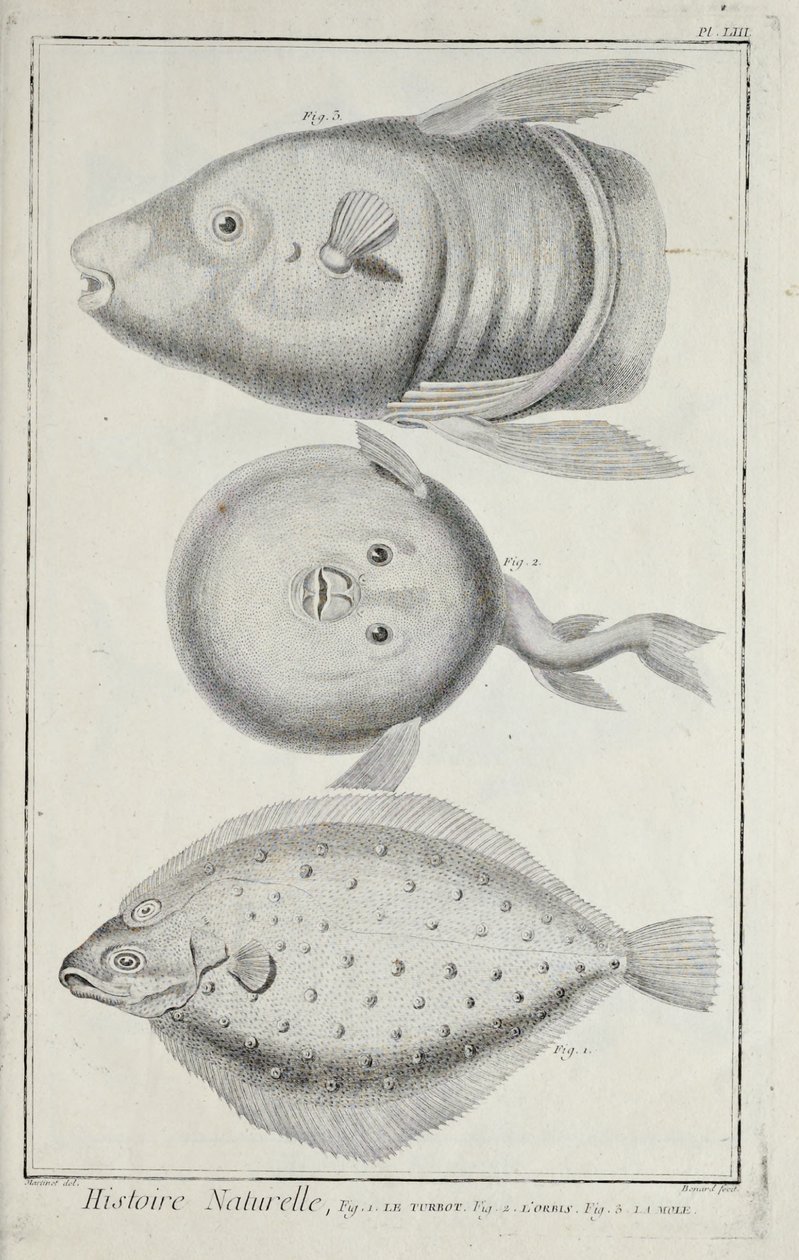 Illustration aus 