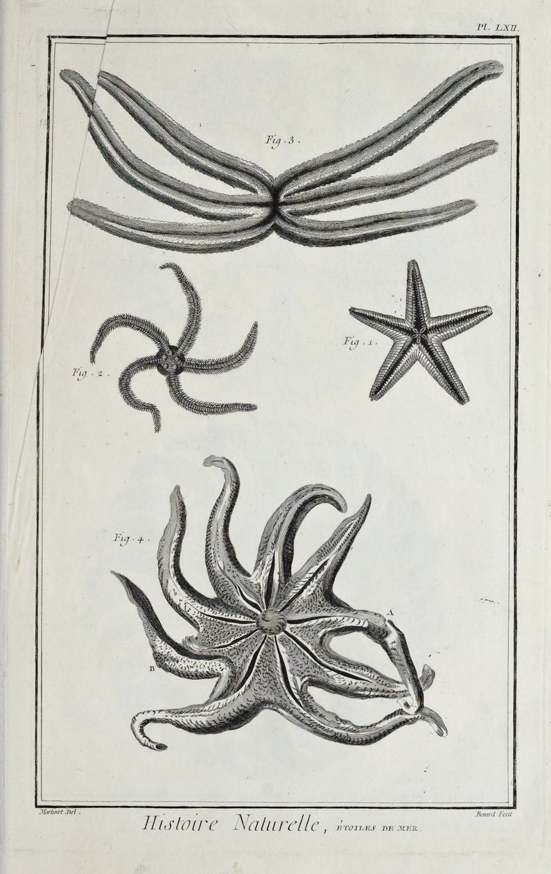 Seesterne, Illustration aus 