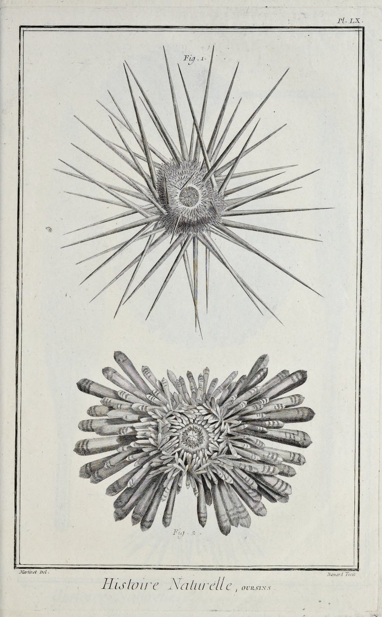 Seeigel, Illustration aus 