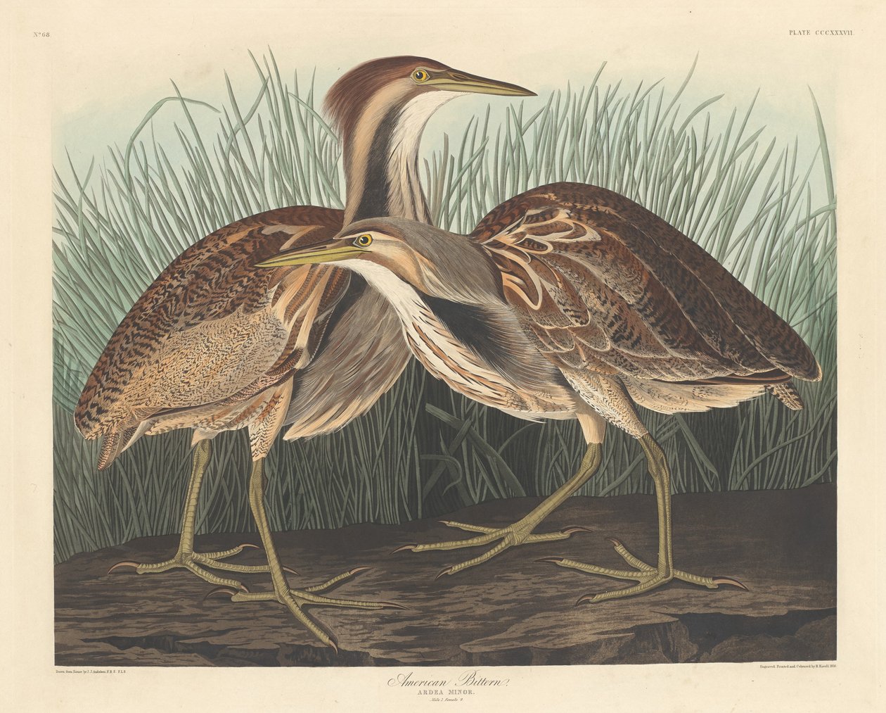 Amerikanischer Rohrdommel, 1836 von Robert Havell
