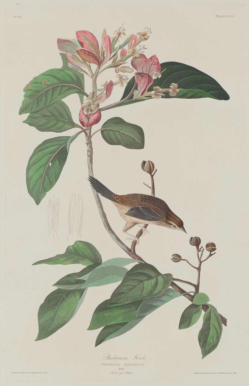 Bachmans Fink von Robert Havell