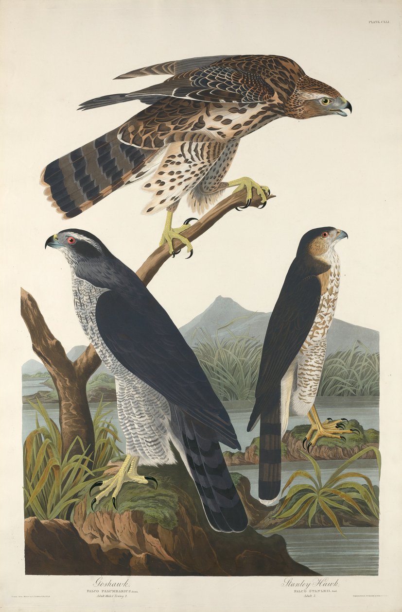 Habicht und Stanley-Habicht, 1832 von Robert Havell