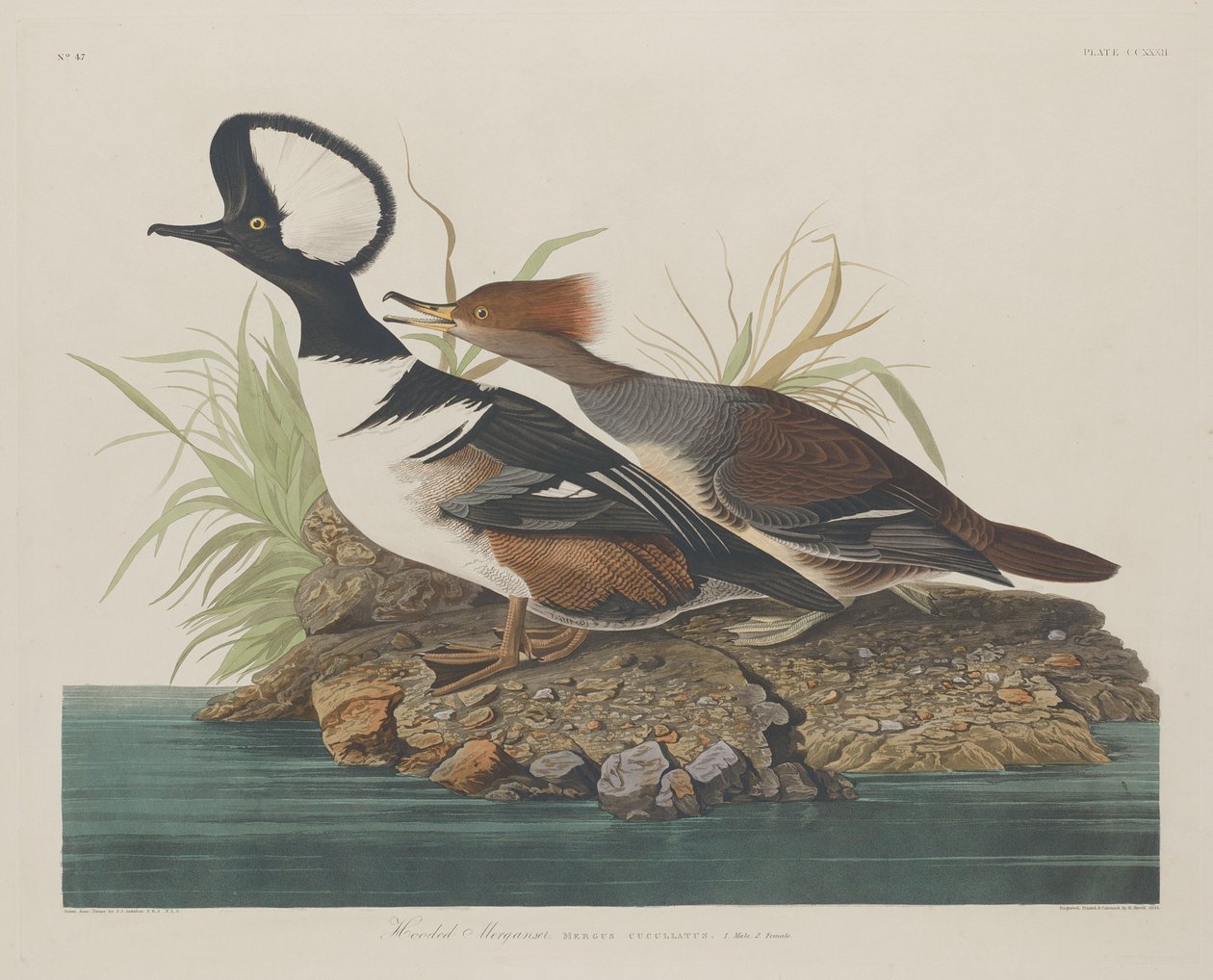 Kappensäger, 1834 von Robert Havell