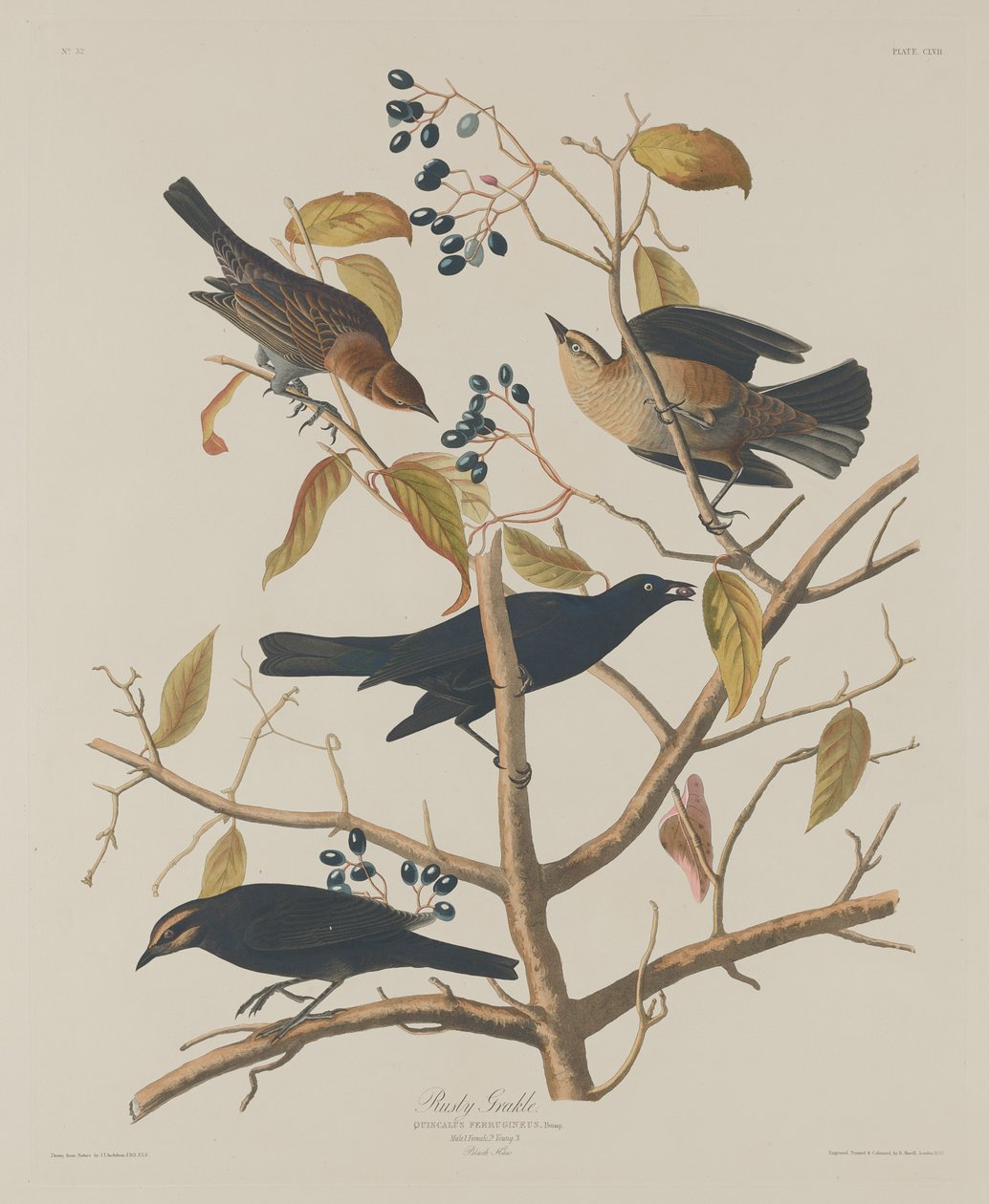 Rostiger Grakle, 1833 von Robert Havell