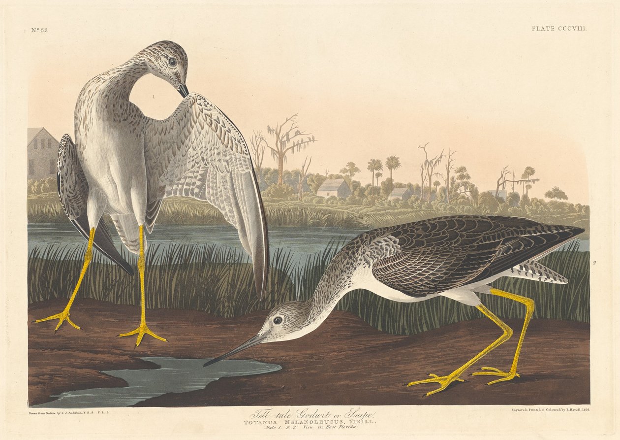 Schnepfenstrandläufer, 1836 von Robert Havell