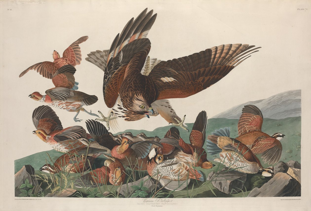 Virginische Rebhuhn von Robert Havell