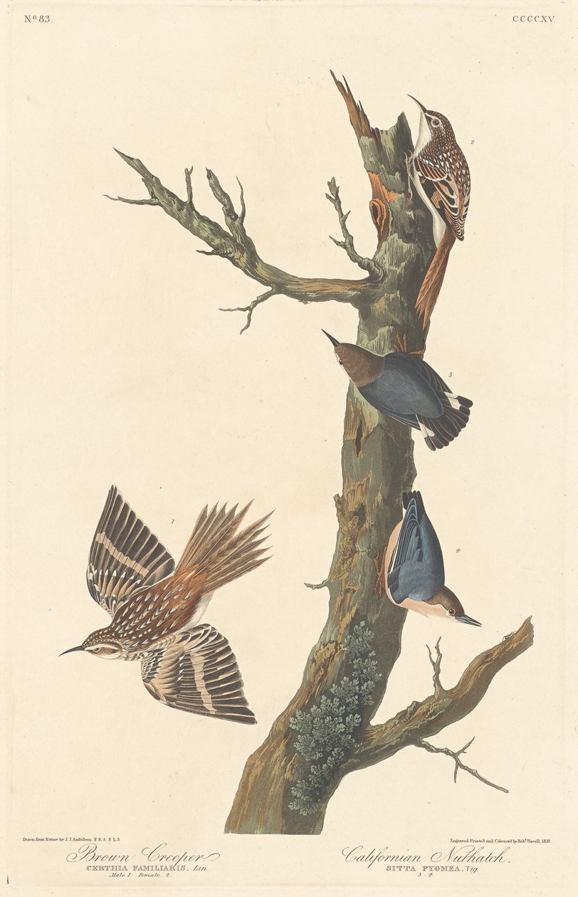 Braunkriecher und kalifornischer Kleiber von Robert Havell after John James Audubon