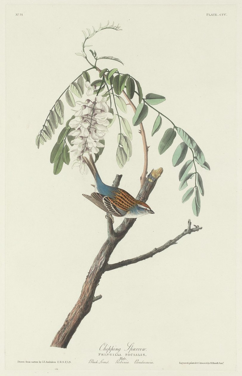 Feldsperling von Robert Havell after John James Audubon