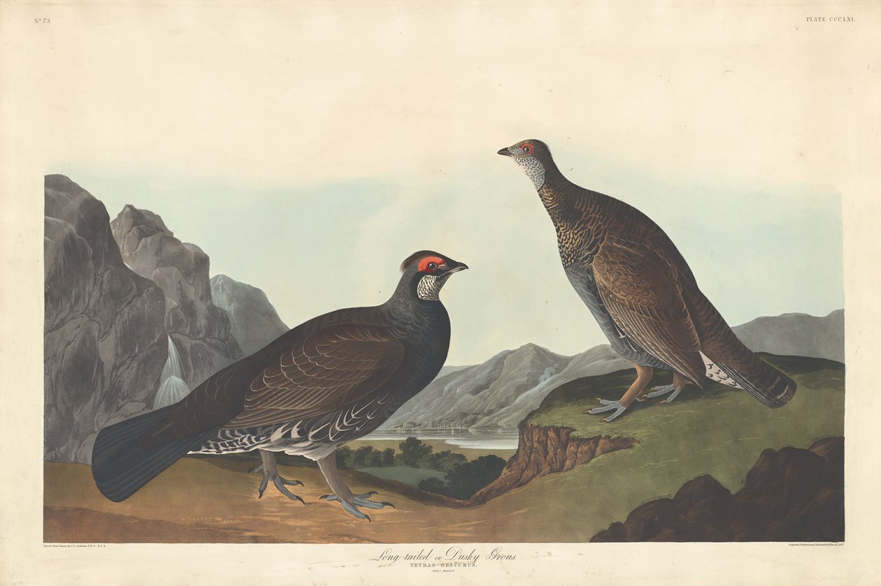 Langschwanz- oder Dunkelgrouse von Robert Havell after John James Audubon