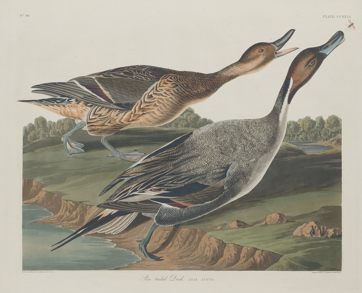 Spießente von Robert Havell after John James Audubon