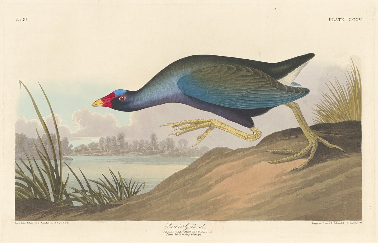 Purpurhuhn von Robert Havell after John James Audubon