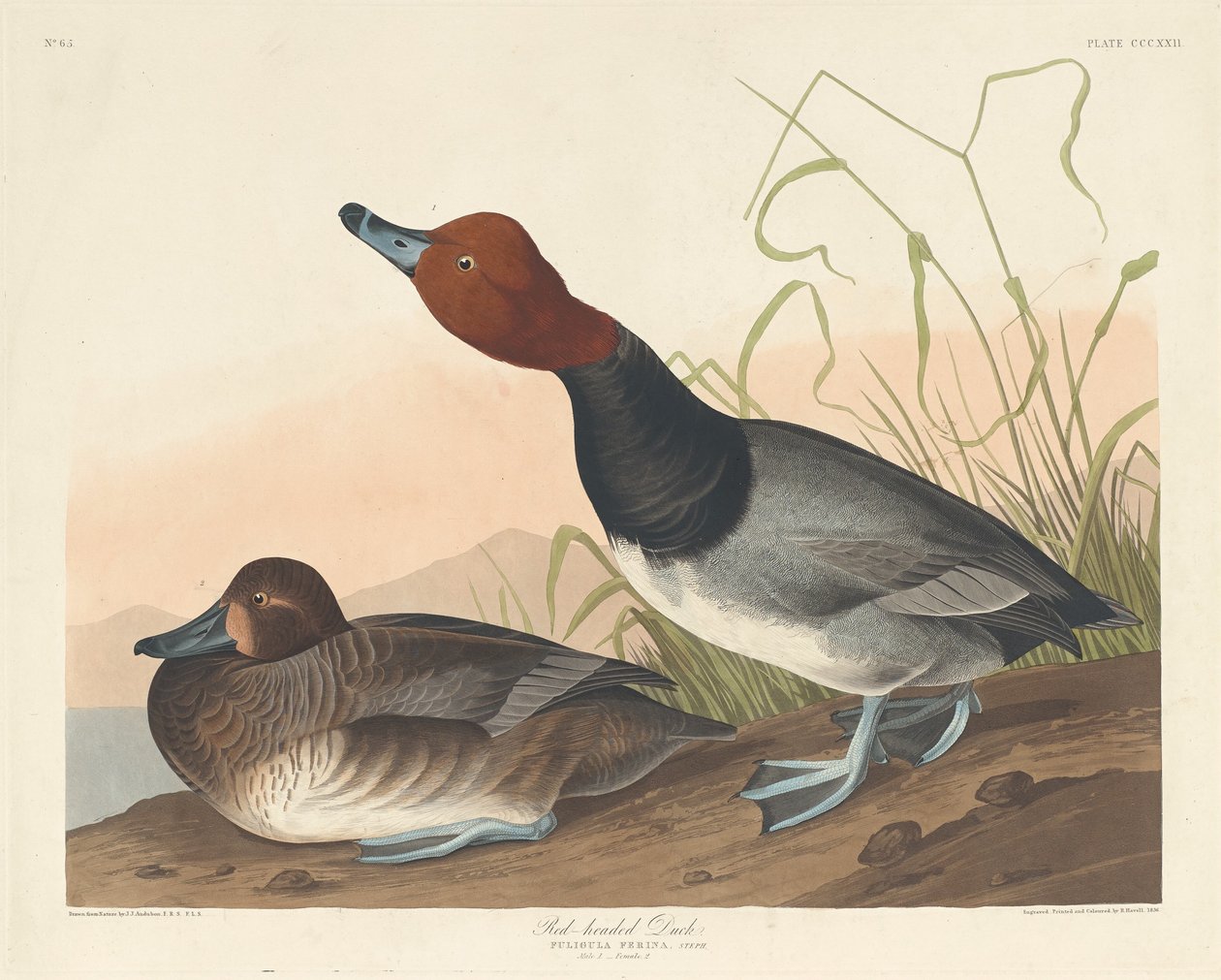 Rotkopfente von Robert Havell after John James Audubon