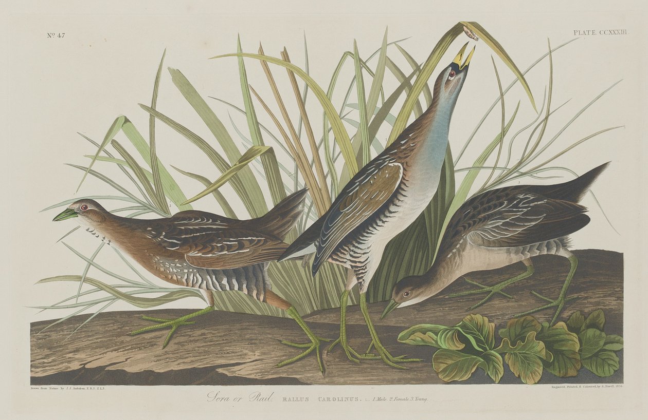 Sora oder Schiene von Robert Havell after John James Audubon