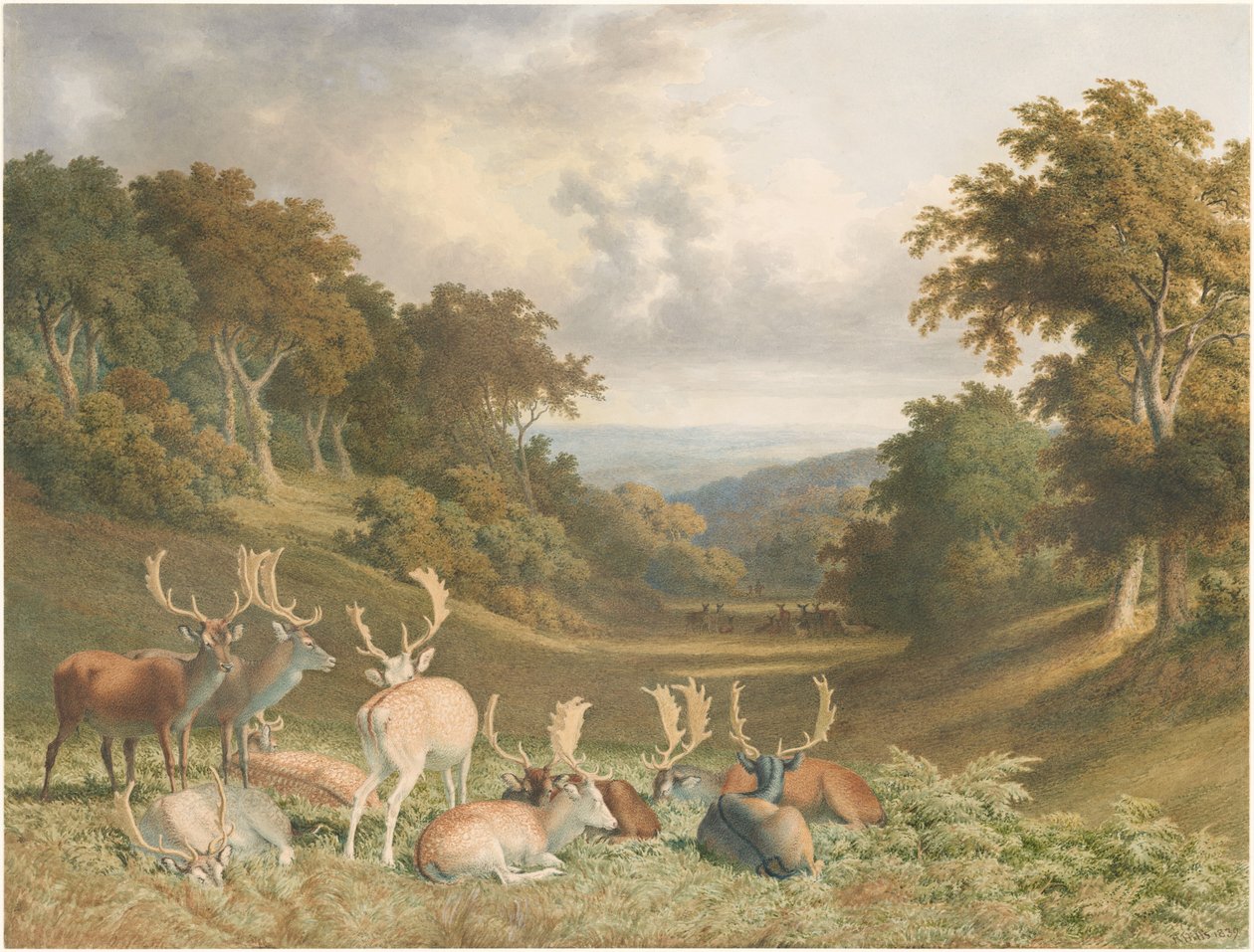 Hirsche im Knole Park, Kent von Robert Hills