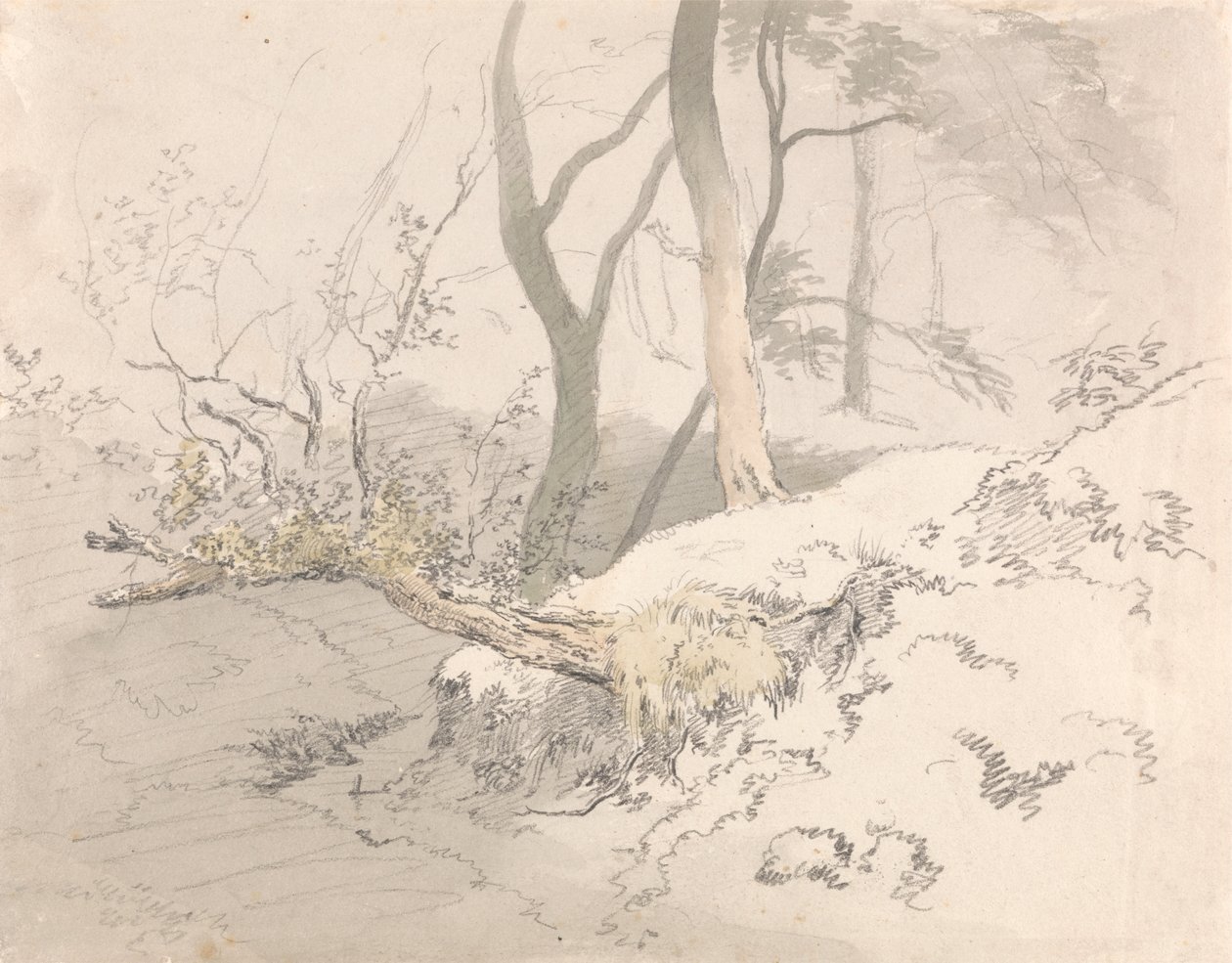 Waldschatten von Robert Hills