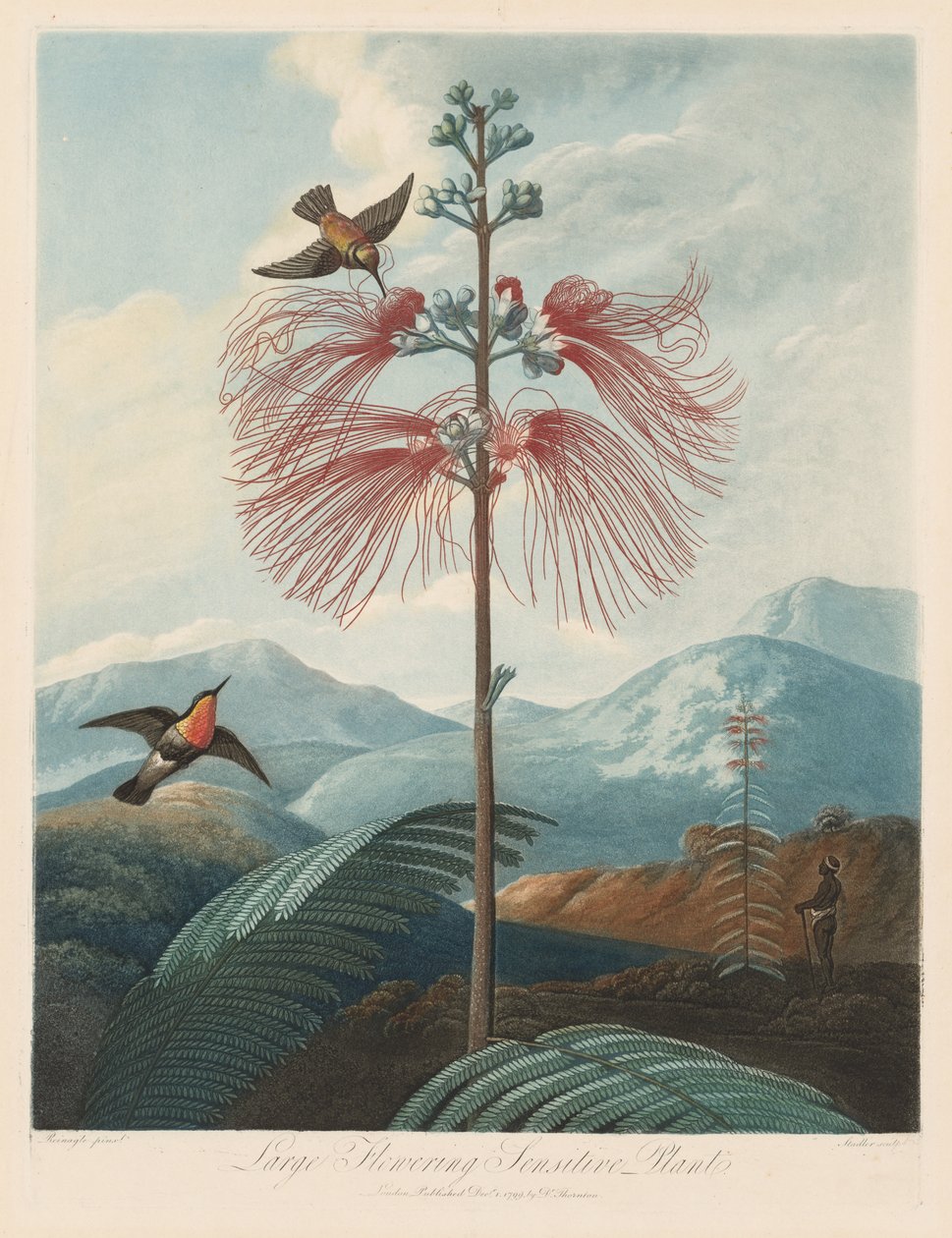Der Tempel der Flora oder Garten der Natur: Große Blühende Mimose von Robert John Thornton