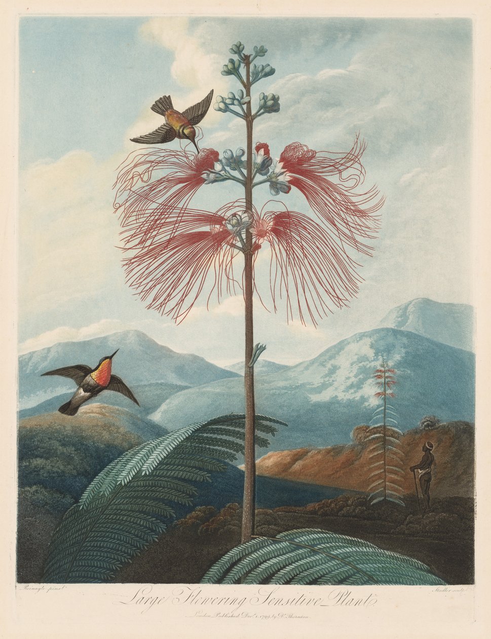 Der Tempel der Flora oder Garten der Natur: Große blühende empfindliche Pflanze von Robert John Thornton