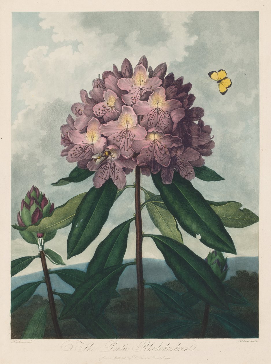Der Tempel der Flora oder Garten der Natur: Der Pontische Rhododendron, 1799-1807 von Robert John Thornton