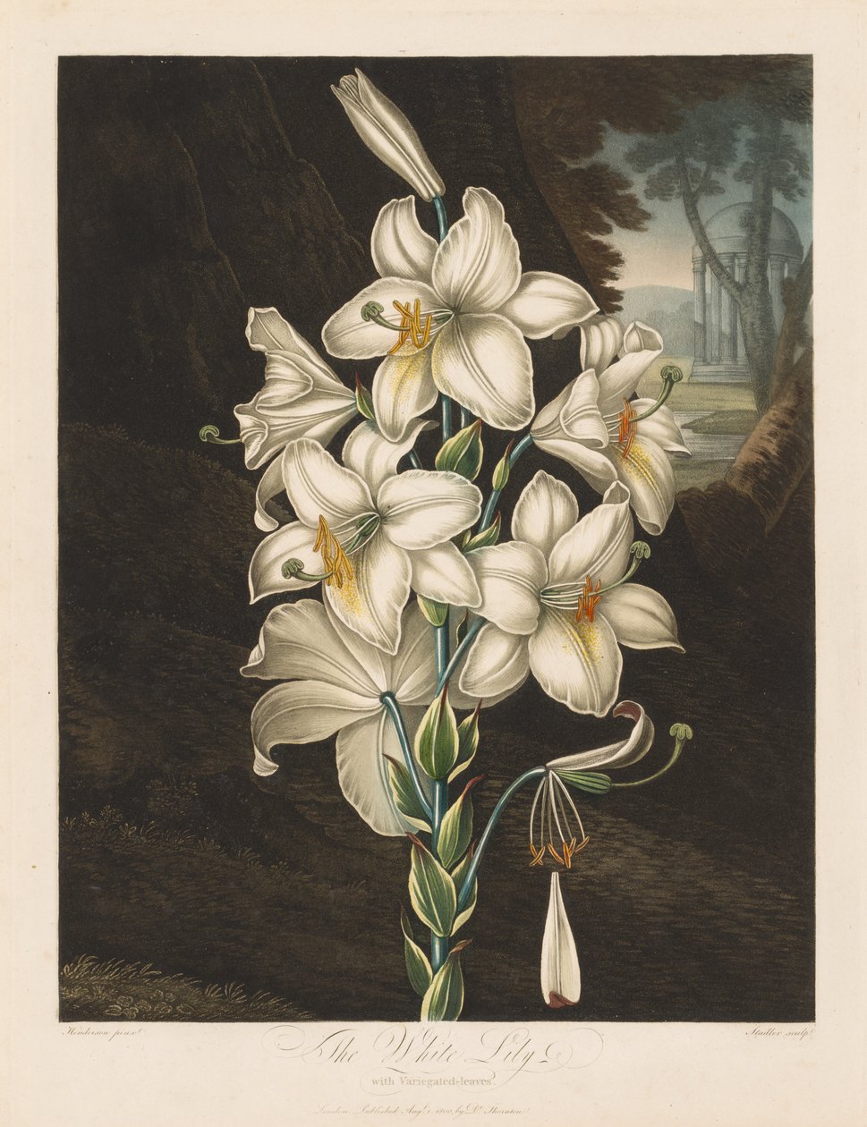 Der Tempel der Flora oder Garten der Natur: Die Weiße Lilie mit Buntblättrigen Blättern von Robert John Thornton