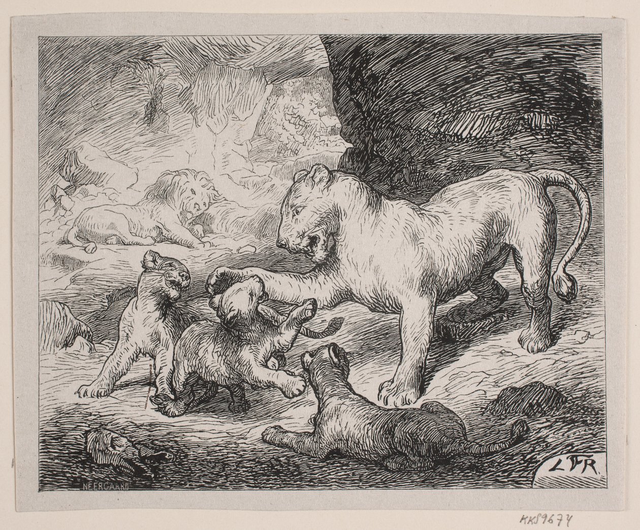 Löwenjunge. Illustration zu Chr. Winthers "Bilderbuch für Große und Kleine" von Robert Neergaard