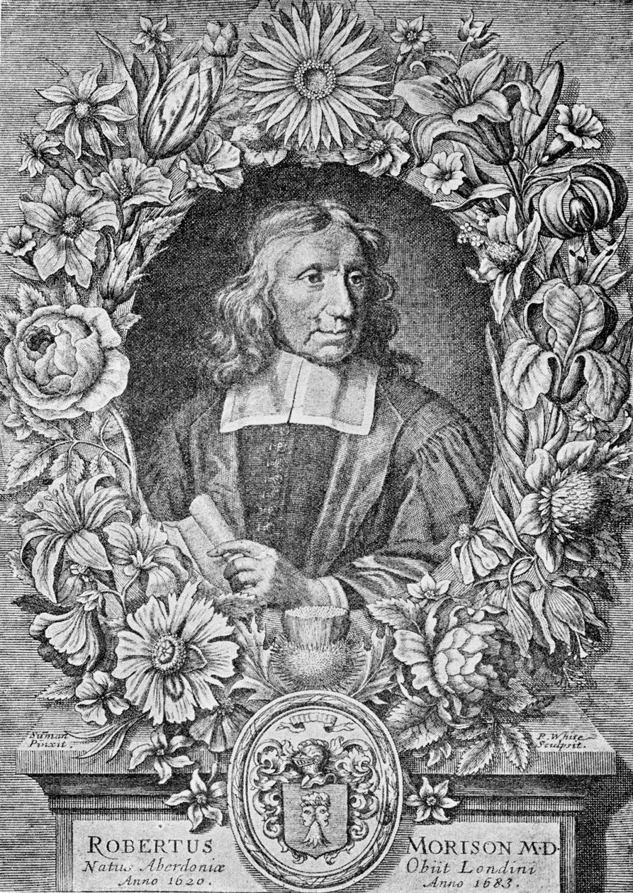 Robert Morison, 1680 von Robert White
