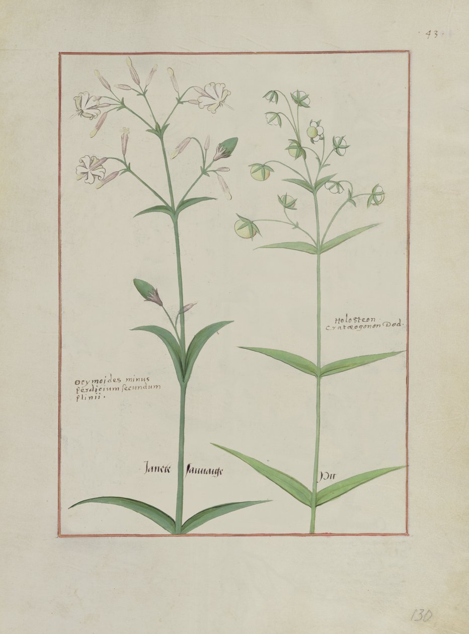 Illustration aus dem Buch der einfachen Medizin von Mattheaus Platearius, ca. 1470 von Robinet Testard