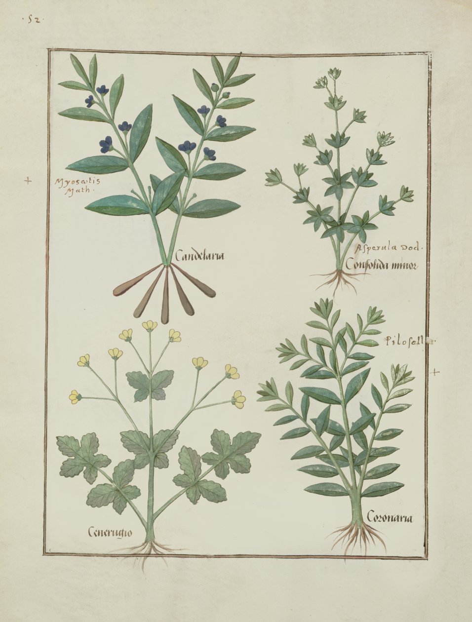 Illustration aus dem Buch der einfachen Medizin von Mattheaus Platearius, ca. 1470 von Robinet Testard