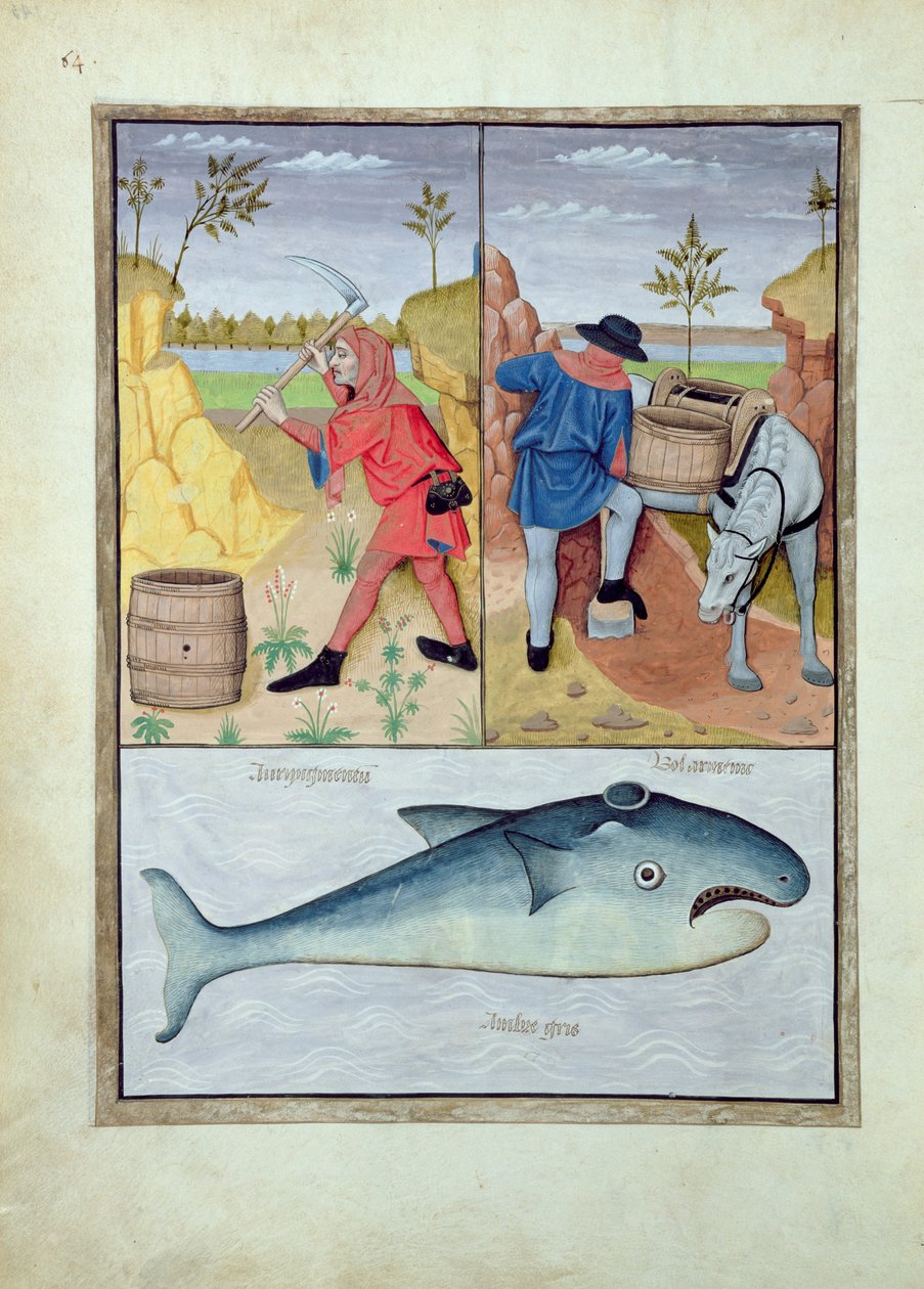 Illustration aus dem Buch der einfachen Heilmittel von Mattheaus Platearius 143v von Robinet Testard