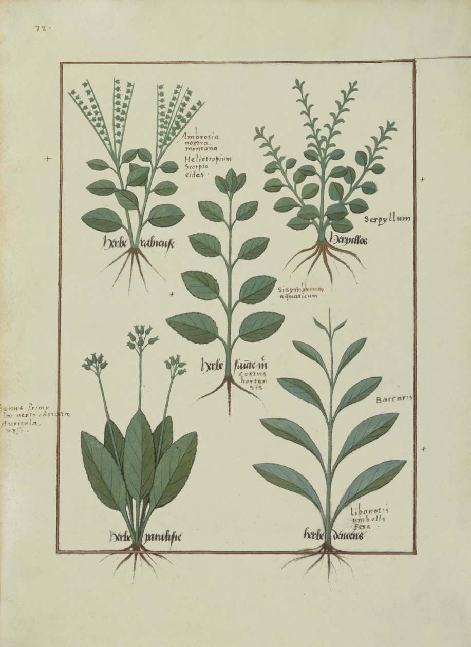 Illustration aus dem Buch der einfachen Medizin von Mattheaus Platearius, ca. 1470 von Robinet Testard