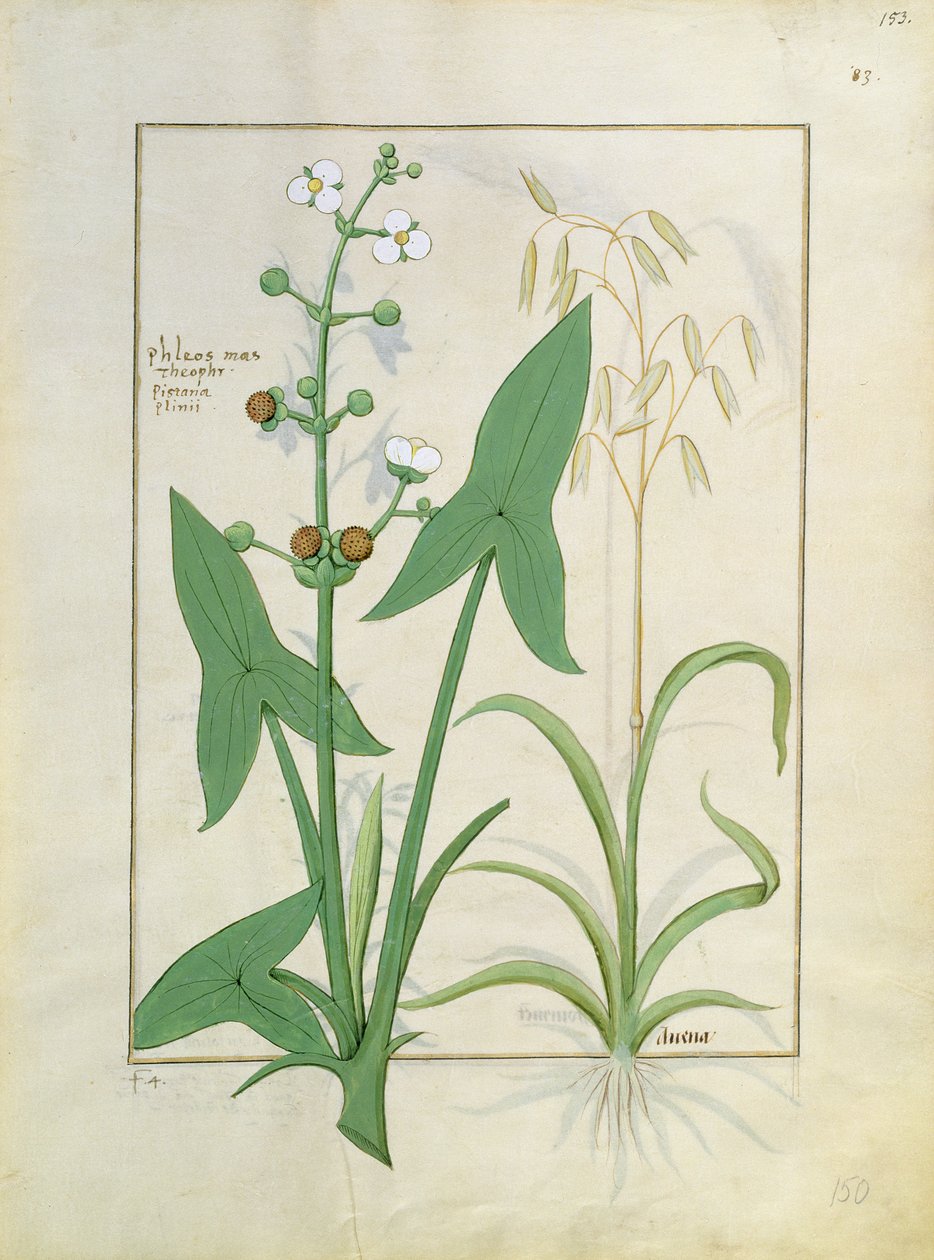 Illustration aus dem Buch der einfachen Heilmittel von Mattheaus Platearius 153r von Robinet Testard