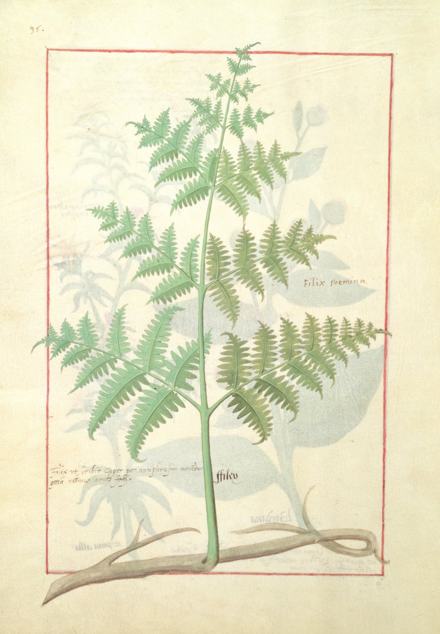 Illustration aus dem Buch der einfachen Heilmittel von Mattheaus Platearius 159v von Robinet Testard