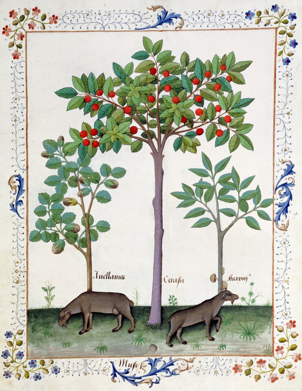 Haselnussstrauch (links) und Kirschbaum (Mitte), Illustration aus dem Buch der einfachen Heilmittel von Mattheaus Platearius von Robinet Testard