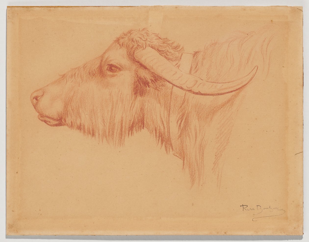 Wasserbüffel von Rosa Bonheur