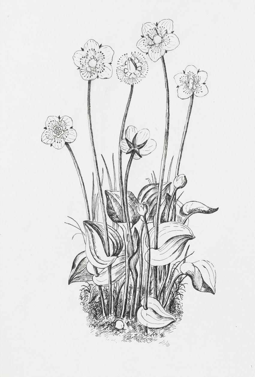 Pflanzenstudie von Rosalie Brill