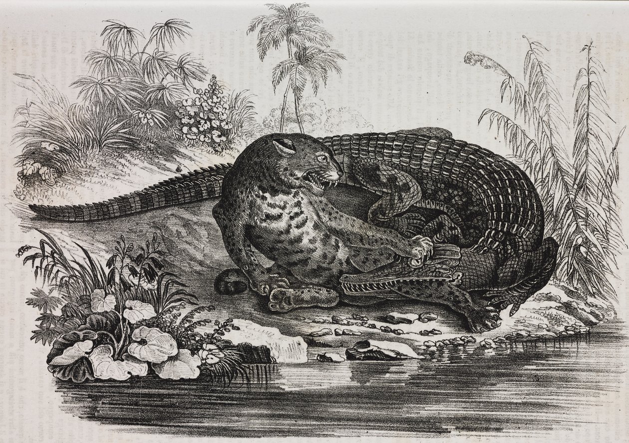 Kaiman und Jaguar, Lithographie von Salvatore Puglia aus Poliorama Pittoresco, Nr. 16, 25. November von Salvatore Puglia