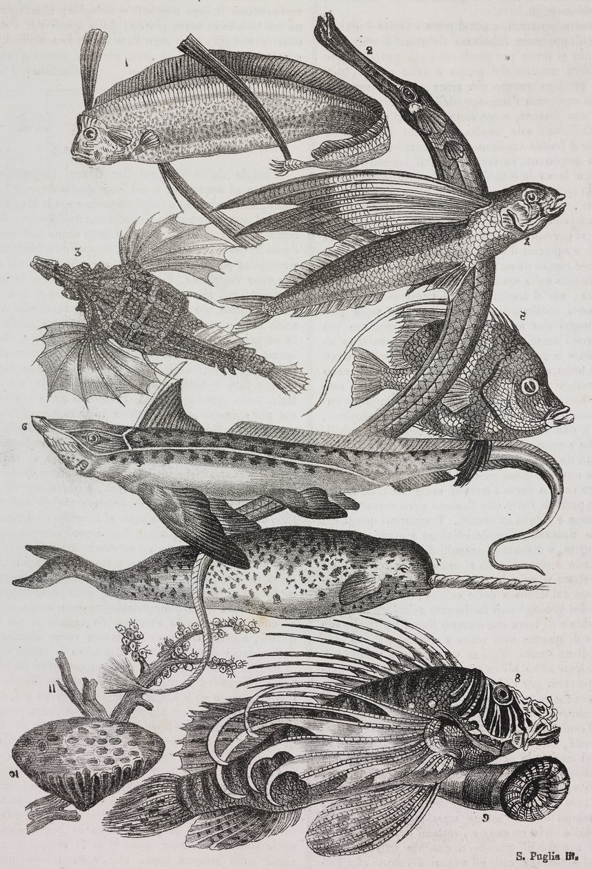 Meerestiere: 1 Dattiloftera, 2 Syngnathus, 3 Pegasus, 4 Trachypterus, 5 Chaetodon, 6 Kaninchenfisch, 7 Einhorn (Narwal), 8 Fliegende Pteroids, 9 Attinia von Salvatore Puglia