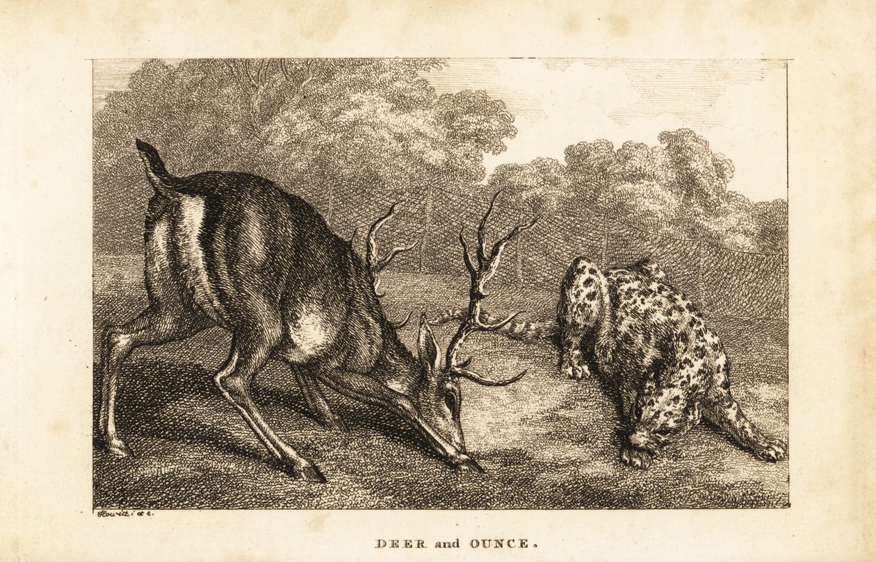 Begegnung zwischen einem Hirsch, Cervus elaphus, und einem Schneeleoparden, Panthera uncia von Samuel (after) Howitt