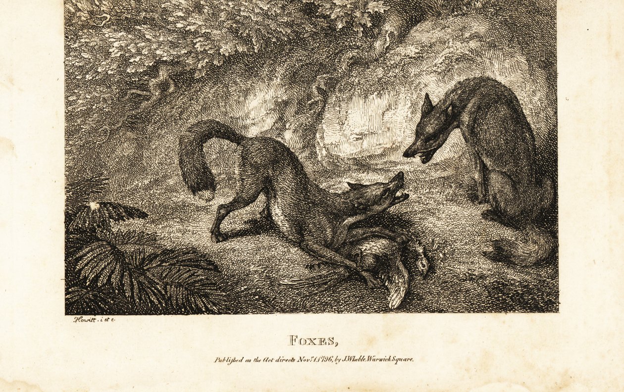 Fuchs mit totem Geflügel wehrt einen anderen Fuchs ab von Samuel (after) Howitt