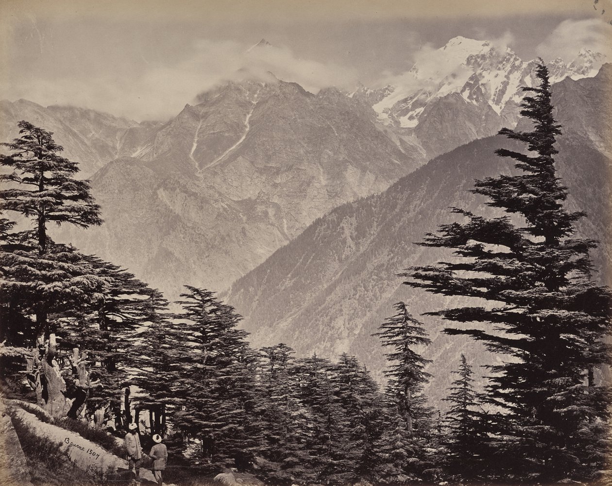 Der obere Himalaya. Blick nahe den China Mountains. Himalaya-Zedern im Vordergrund von Samuel Bourne