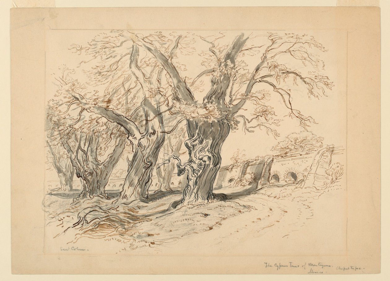 Zeichnung, Studie für Die Zypressen von Montezuma, Park von Chapultepec, Mexiko von Samuel Colman