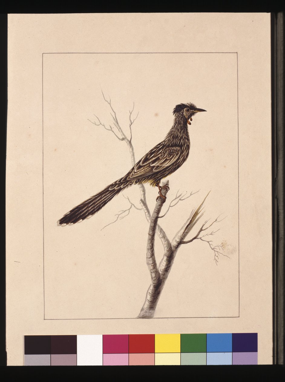 Seite 17. Wattle Bee Eater. Jetzt bekannt als ein Roter Wattle-Vogel, ca. 1789-90 von Sarah Stone