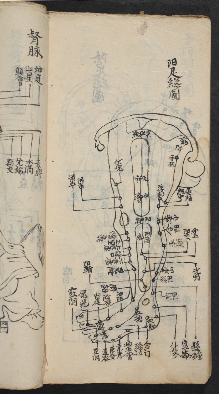 Akupunkturpunkte am Bein, aus Jing Guan Qi Zhi, 