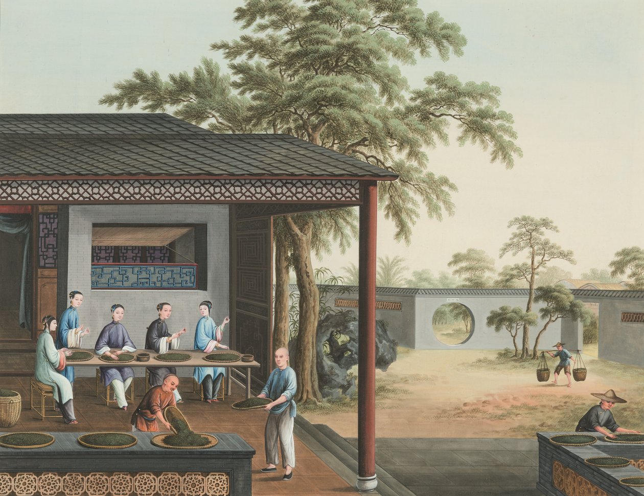 Teeproduktion von School Chinese
