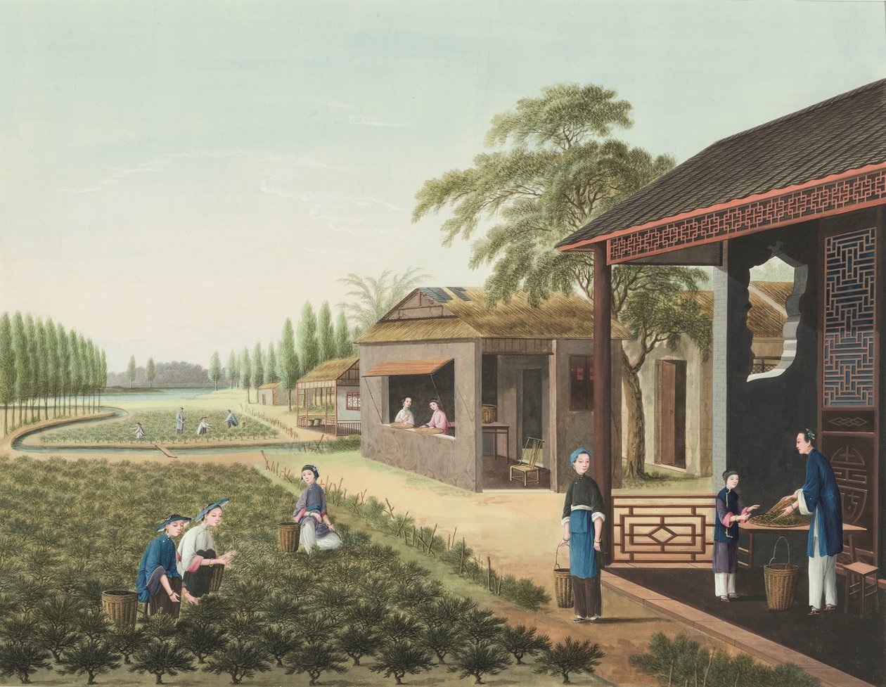 Teeproduktion, ca. 1820 (Körperfarbe und Goldfarbe auf Seide auf Papier aufgebracht) von School Chinese